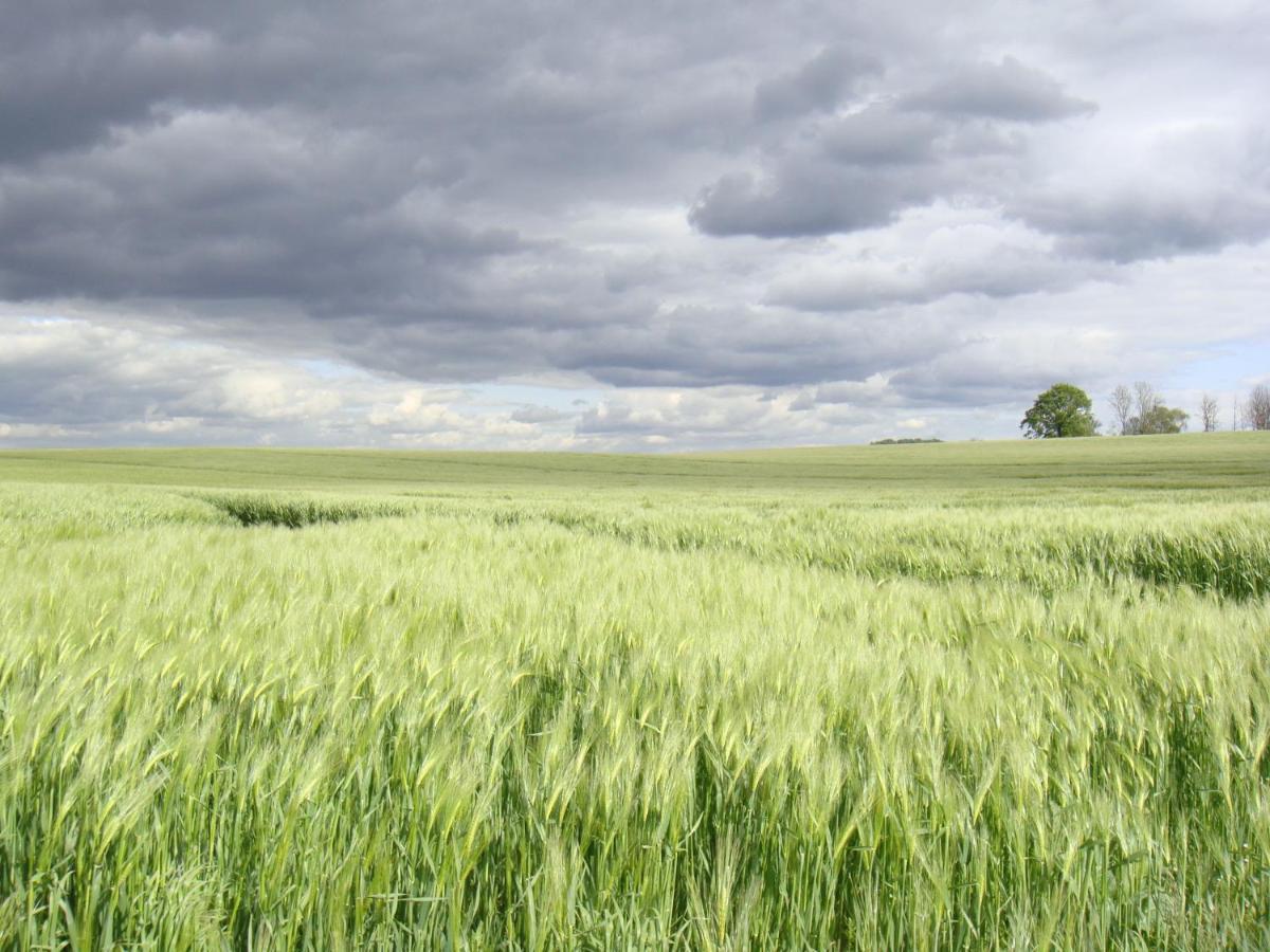 Kleine Auszeit - Natur und Erholung in Mecklenburg Reimershagen Exterior foto