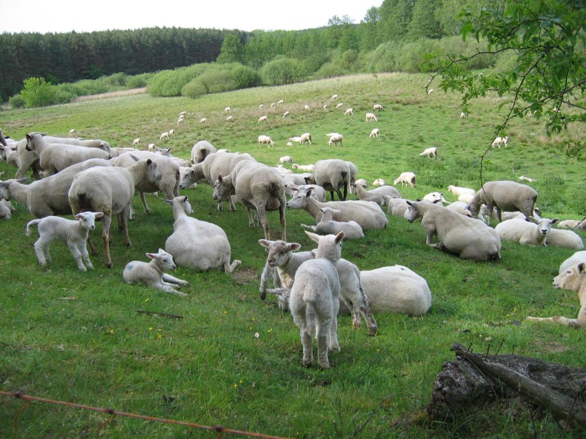 Kleine Auszeit - Natur und Erholung in Mecklenburg Reimershagen Exterior foto