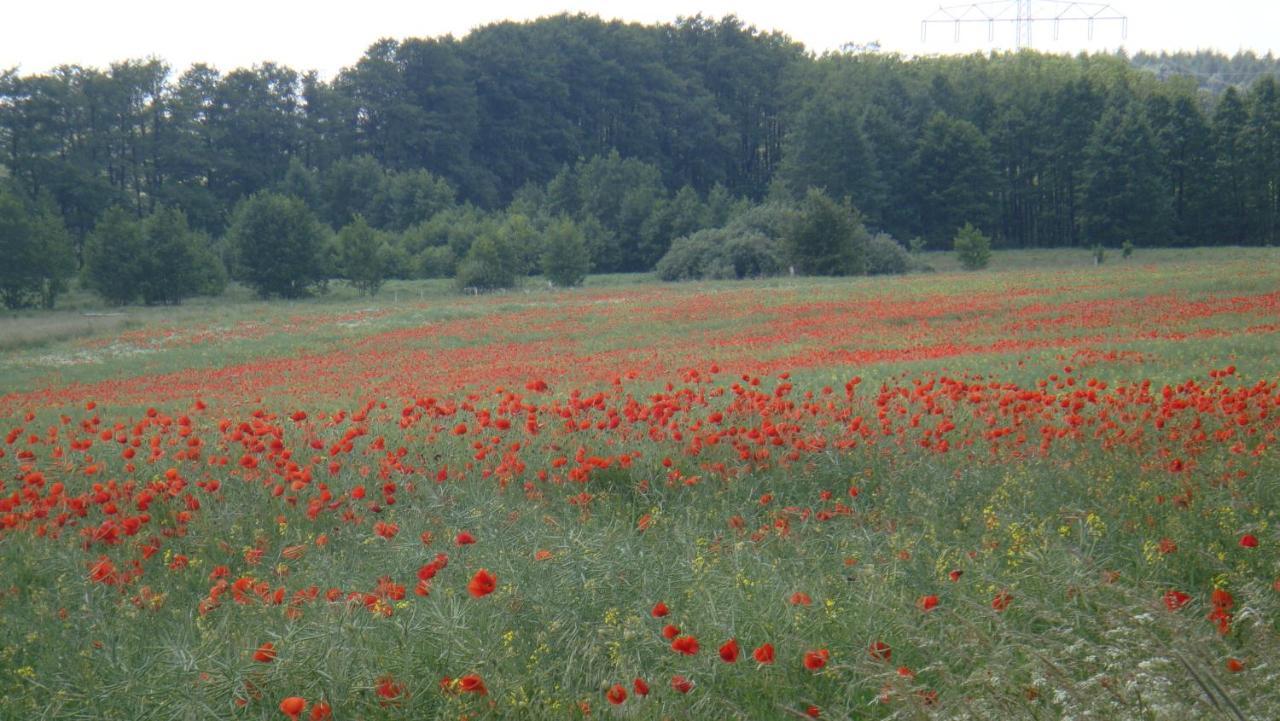 Kleine Auszeit - Natur und Erholung in Mecklenburg Reimershagen Exterior foto
